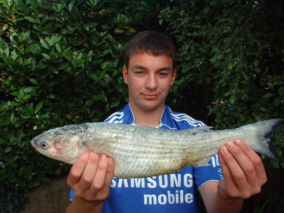 Junior club Record Golden Grey Mullet