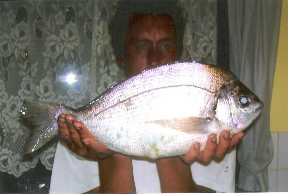 John Boveys Black Bream